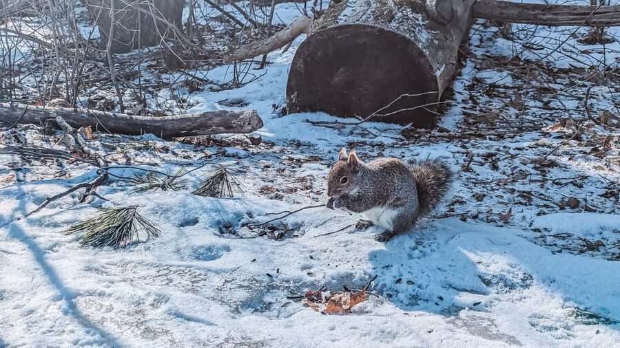 Ottawa: Guided Nature Walk & Wildlife Tour with Hotel Pickup - Ottawa Wildlife, Without Leaving the City Feel
