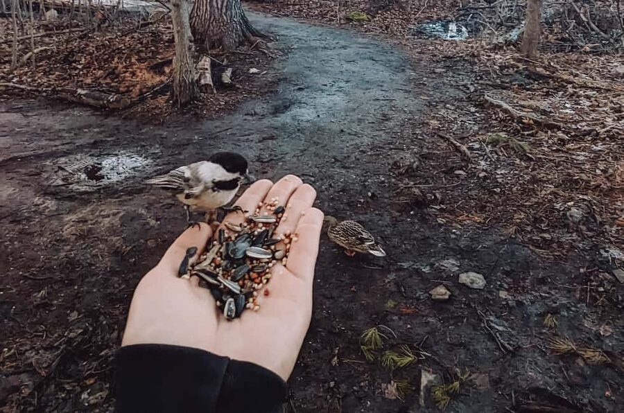 Ottawa: Guided Nature Walk & Wildlife Tour with Hotel Pickup - What Wildlife Encounters Feel Like on This Walk