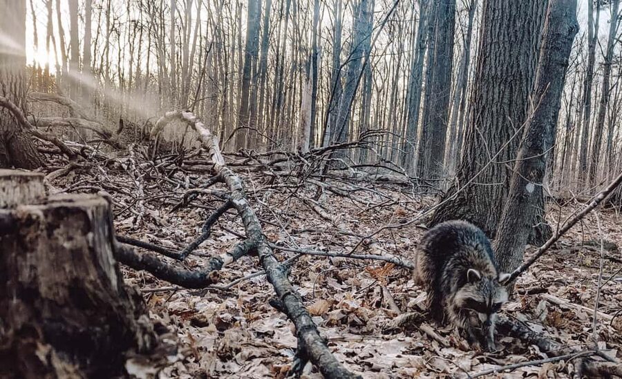 Ottawa: Guided Nature Walk & Wildlife Tour with Hotel Pickup - Guide Stories That Turn Animal Sightings into Learning