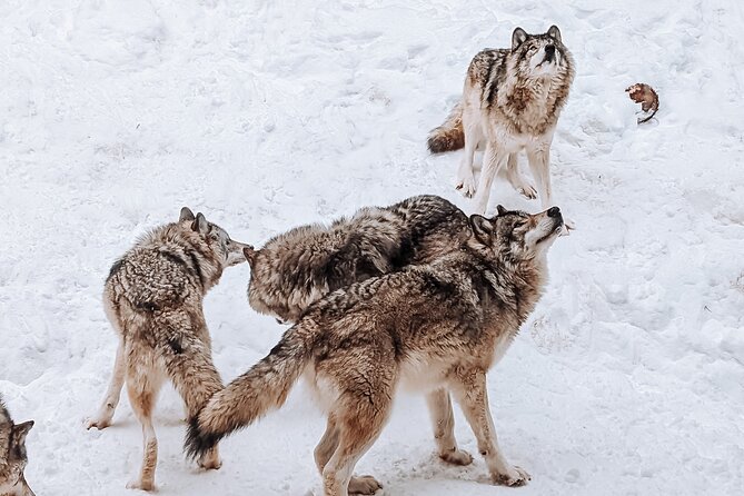 Ottawa Parc Omega Private Tour with Hotel Transfer - What the 4 to 6 Hours Really Means for Your Day
