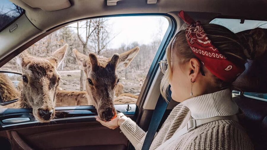 Ottawa: Private Parc Omega Wildlife Safari – Winter Magic - Who this Parc Omega winter safari suits best