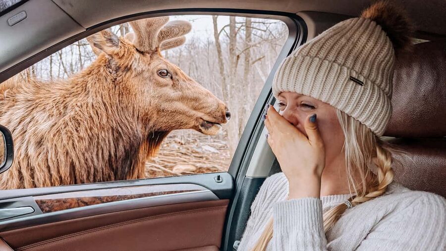 Ottawa: Private Parc Omega Wildlife Safari – Winter Magic - Winter wildlife near Ottawa, built around real encounters