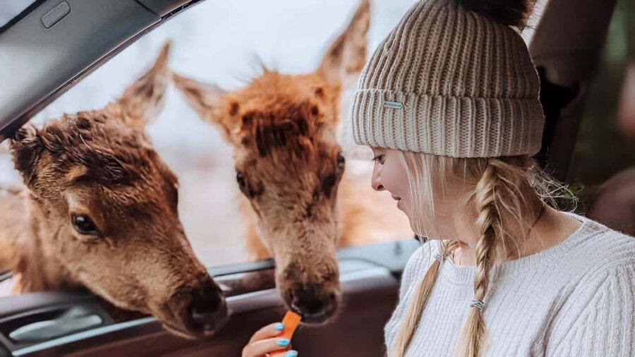 Ottawa: Private Parc Omega Wildlife Safari – Winter Magic - Three hours inside Parc Omega, where winter animals decide the schedule