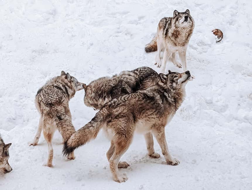 Ottawa: Private Parc Omega Wildlife Safari – Winter Magic - Feeding deer and elk with carrots, the friendly chaos part