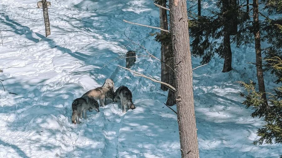 Ottawa: Private Parc Omega Wildlife Safari – Winter Magic - Spotting the big names in winter, bison, wolves, and more