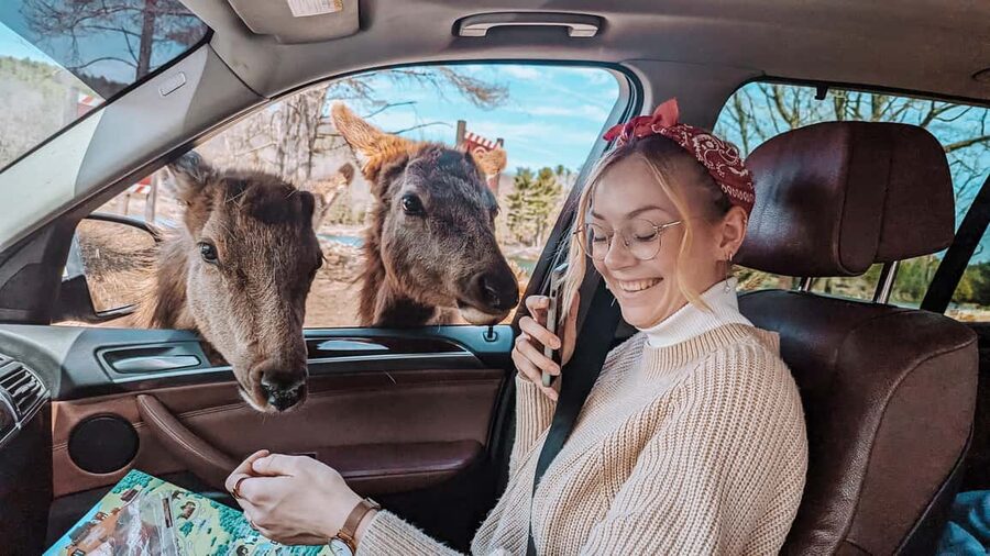 Ottawa: Private Parc Omega Wildlife Safari – Winter Magic - Luxury SUV comfort, and why small details count
