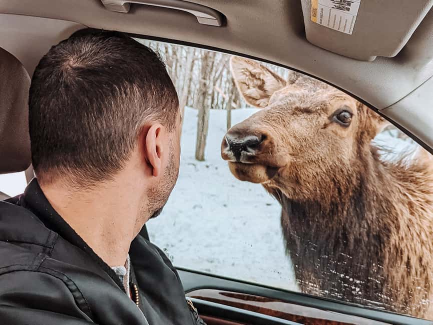 Ottawa: Private Parc Omega Wildlife Safari – Winter Magic - Price and value, what $183 buys you in the real world
