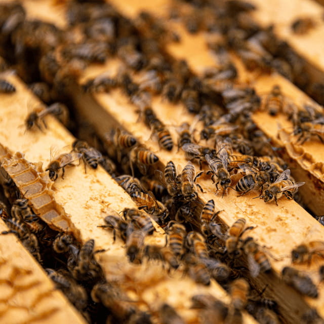 Paradise Valley: Bee Adventure Tour! - Key Things You Can Look Forward To