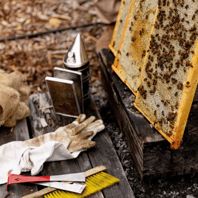 Paradise Valley: Bee Adventure Tour! - Starting at the Hives: What a Guided Colony View Really Means