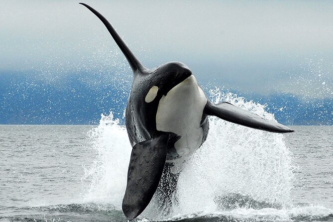 Parksville Half Day Whale and Wildlife Adventure - Key highlights before you go