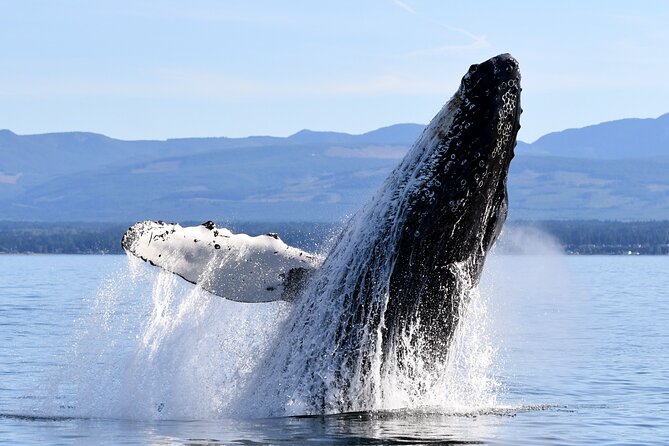 Parksville Half Day Whale and Wildlife Adventure - Parksville Whale-Watching: Why this area is worth your time