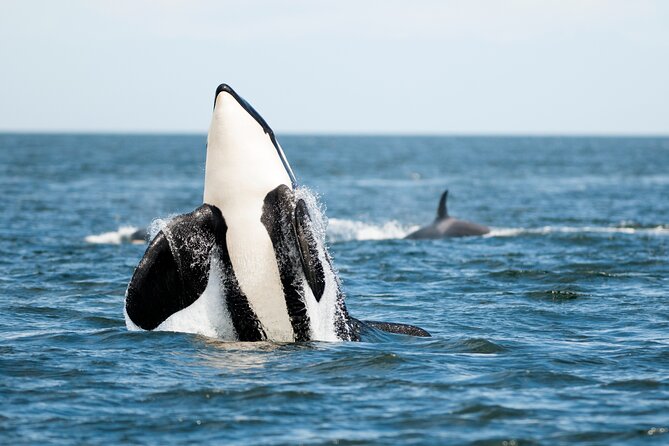 Parksville Half Day Whale and Wildlife Adventure - Wildlife you can realistically hope to see, and how to read what you’re seeing