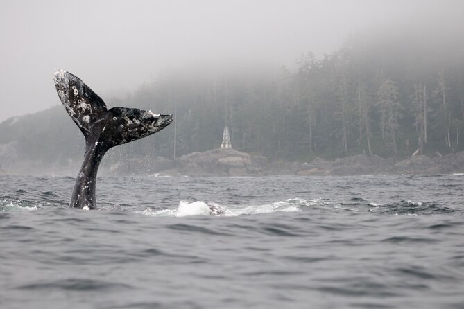 Parksville Half Day Whale and Wildlife Adventure - Price and value: what $158.57 gets you for a half-day