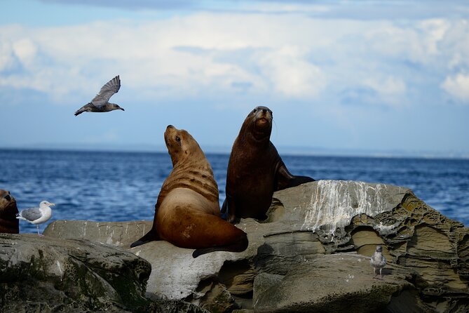 Parksville Half Day Whale and Wildlife Adventure - Who this tour fits best (and who might want a different plan)