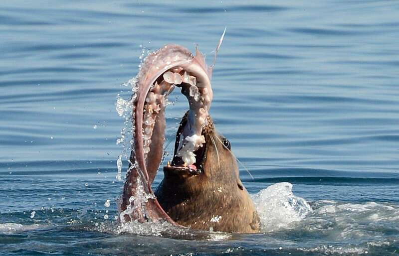 Parksville: Half-Day Whale and Wildlife Adventure - Who should book this tour, and who should skip it