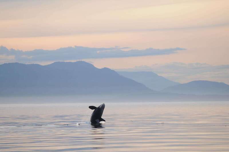 Parksville: Sunset Whale and Wildlife Adventure - Parksville Sunset, Small Boats, and Real Whale Time
