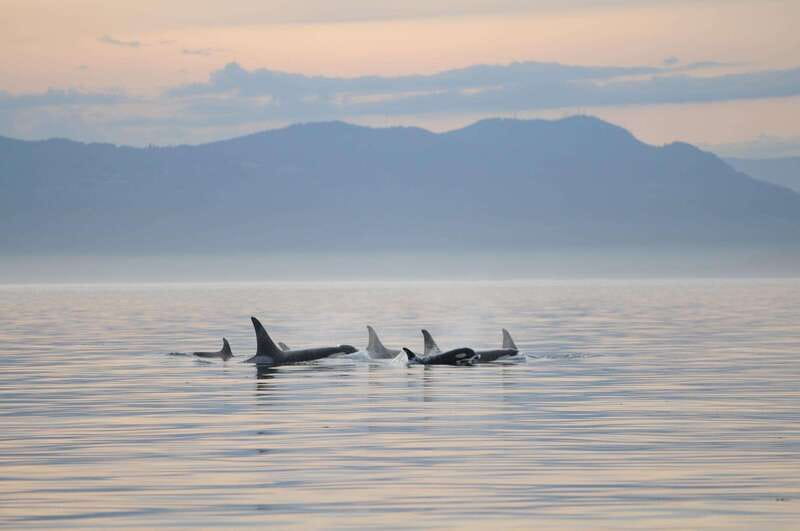 Parksville: Sunset Whale and Wildlife Adventure - How the 3.5 to 4 Hours Play Out on the Water