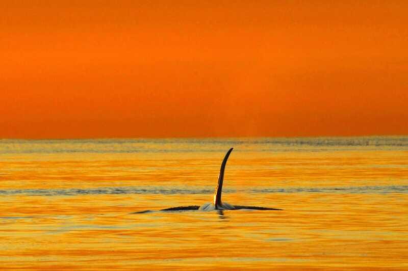 Parksville: Sunset Whale and Wildlife Adventure - Who This Tour Suits Best (and Who Should Skip It)