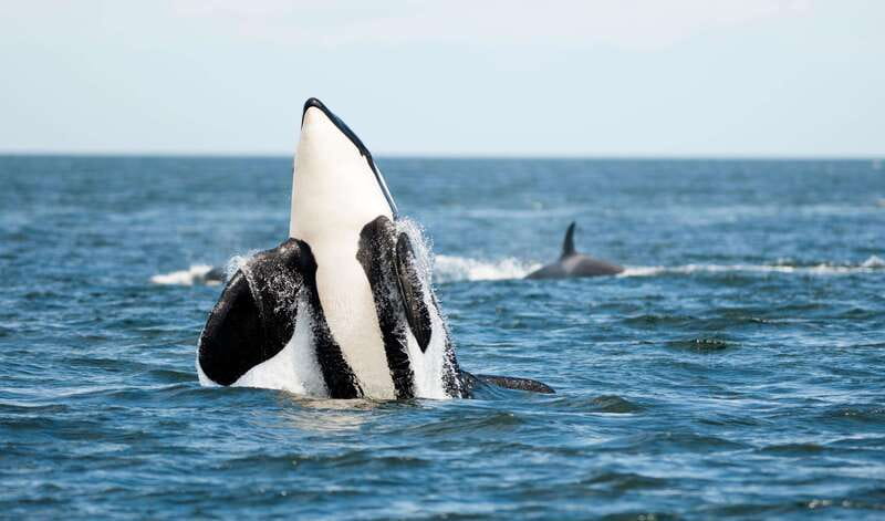 Parksville: Sunset Whale and Wildlife Adventure - Price and Value: Is $155 Worth It?