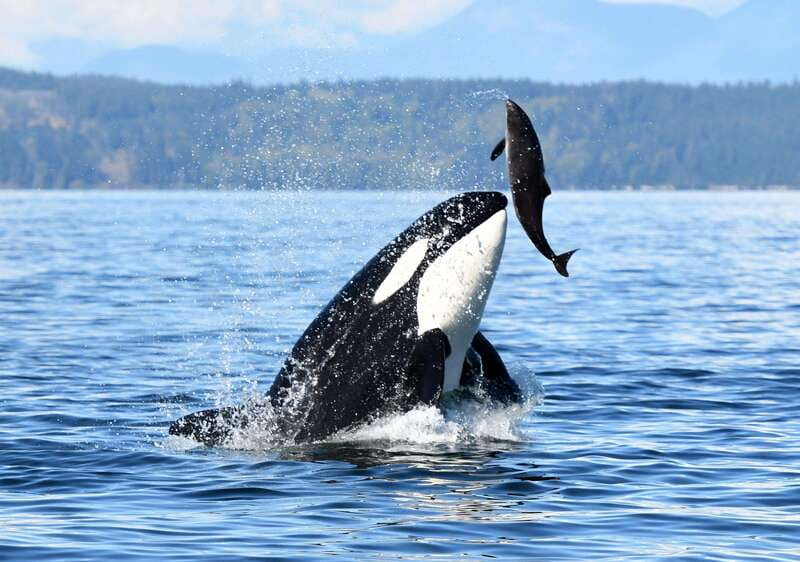 Parksville: Sunset Whale and Wildlife Adventure - The Bottom Line: Should You Book This Sunset Whale Adventure?