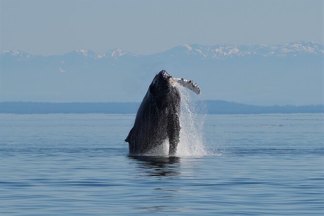 People Water Land- Indigenous Cultural and Wildlife Tour - Campbell River meeting point to whale watching on a covered, heated boat