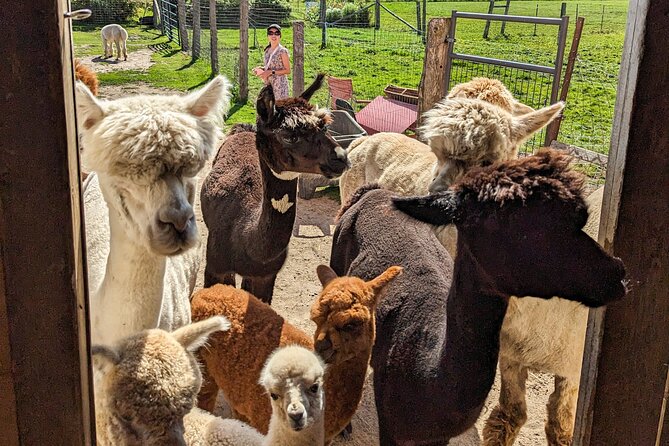 Pontiac Farm Tour - Day Trip From Ottawa & Gatineau - Pickup, timing, and group size that keep things comfortable