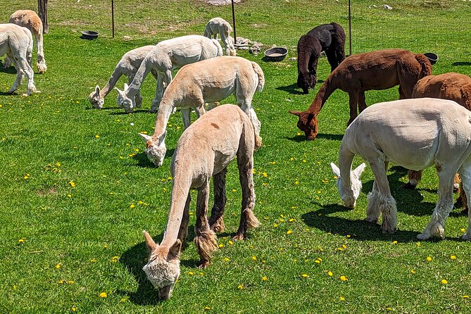 Pontiac Farm Tour - Day Trip From Ottawa & Gatineau - Ferme Ostribee ostrich farm: quick, different, and built for variety