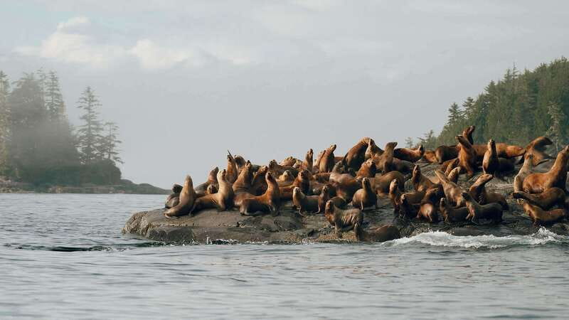 Port Hardy: Sea Otter and Whale Watching - Key things I’d pin on the map