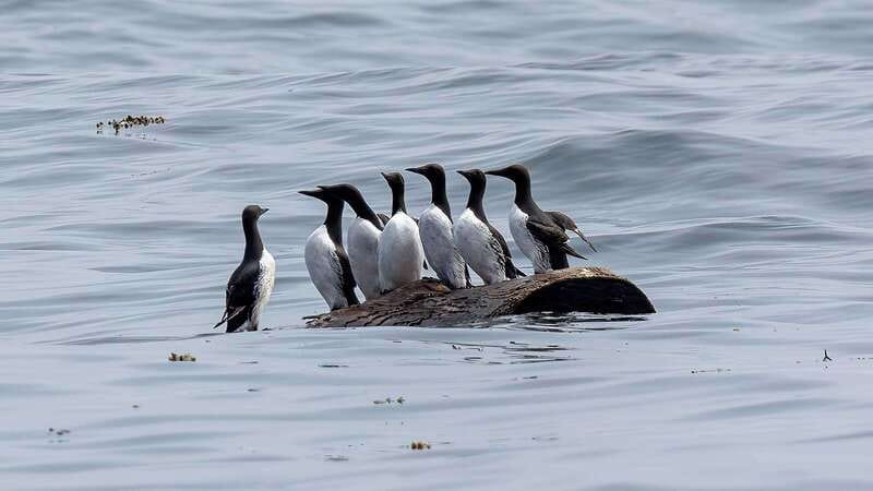 Port Hardy: Sea Otter and Whale Watching - Who Should Book This Port Hardy Whale Watch (and Who Should Skip)