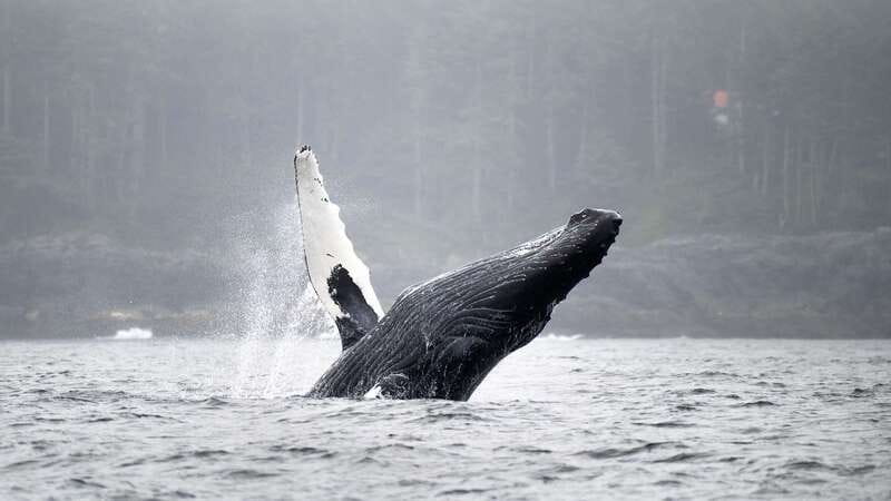 Port Hardy: Sea Otter and Whale Watching - Port Hardy RHIB Comfort and Small-Group Vantage Points