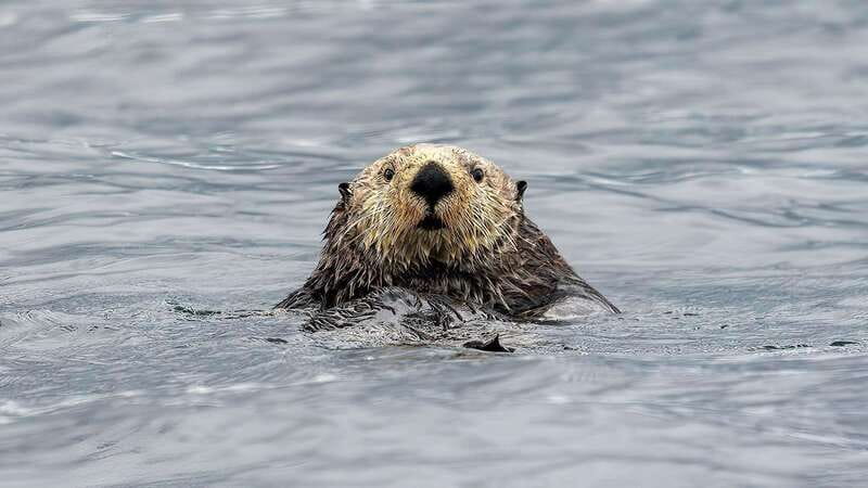 Port Hardy: Sea Otter and Whale Watching - Sea Otters and Whales: What You Can Realistically Expect
