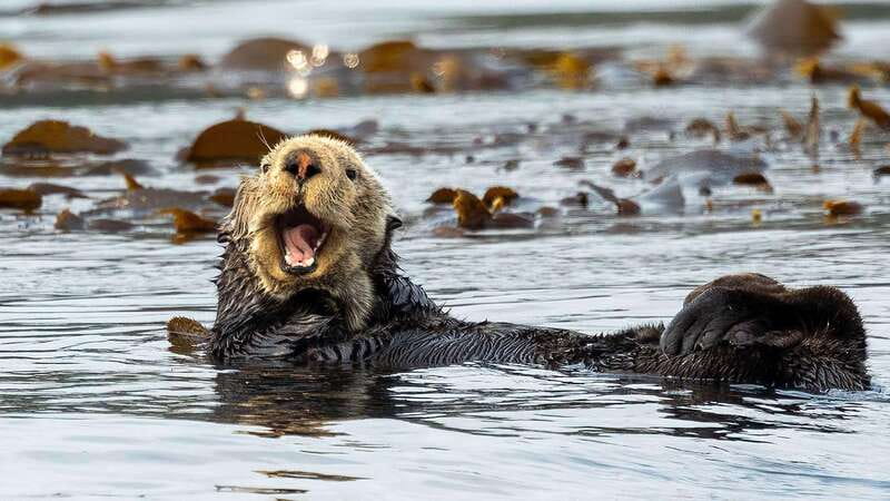 Port Hardy: Sea Otter and Whale Watching - The Hydrophone Advantage: Hearing Whales, Not Just Spotting Them