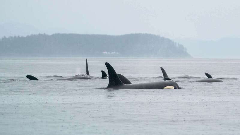Port Hardy: Sea Otter and Whale Watching - Photography That Actually Works in Real Weather