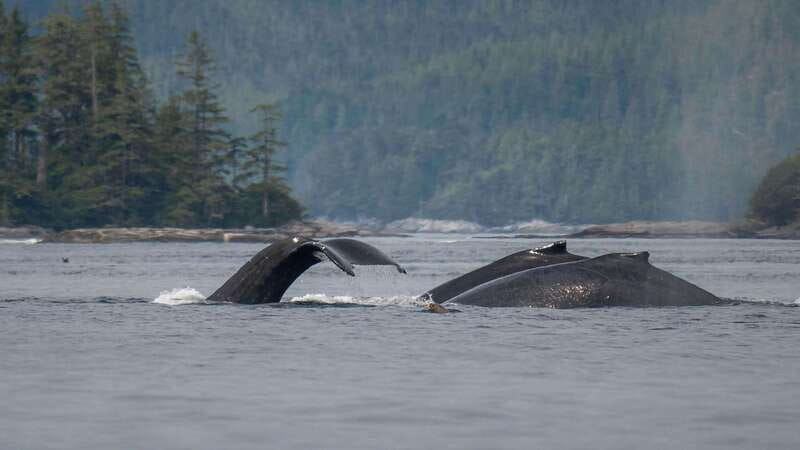 Port Hardy: Sea Otter and Whale Watching - Lunch, Hot Drinks, and Staying Warm for Hours