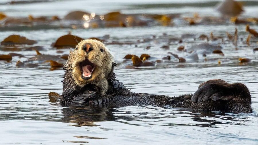 Port Hardy: Sea Otter and Whale Watching - Price and Value: Is $276 Worth It?