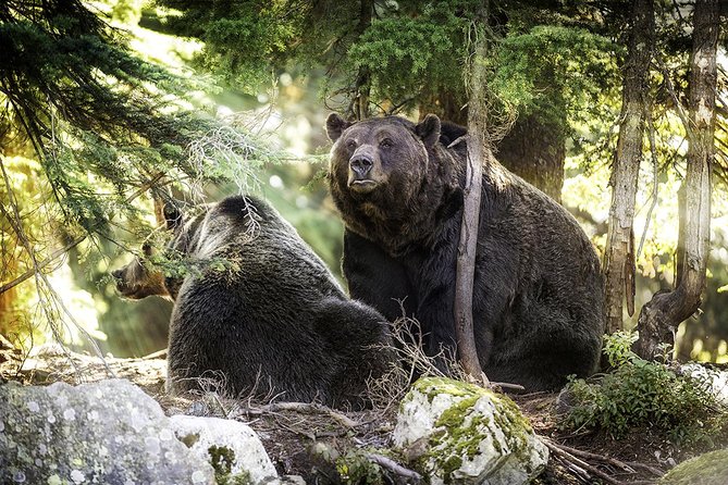 Post-Cruise Shore Excursion: Capilano Suspension Bridge & Grouse Mountain - Guide and timing matter more than you think