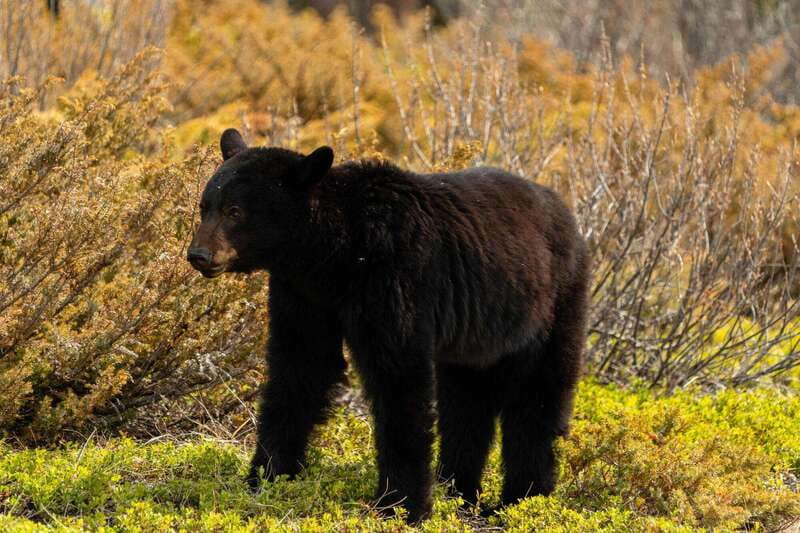 PRIVATE: Bear Country Hiking Tour - 4H Adventure - Key things to know before you go