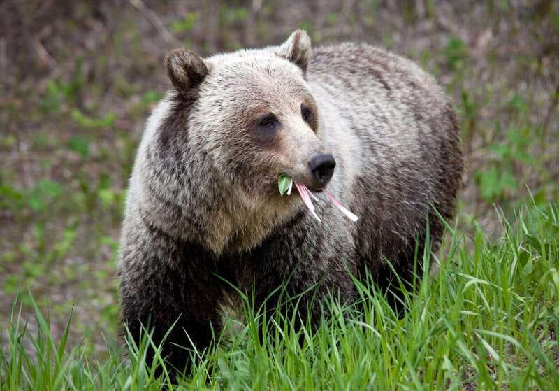PRIVATE: Bear Country Hiking Tour - 4H Adventure - Meeting point in Canmore: find the black hat and clipboard