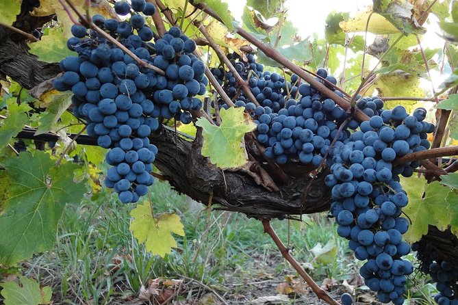 Private Customizable Niagara Wine, Beer, and Spirits Day Tour - Niagara-on-the-Lake Heritage District as your first 30 minutes