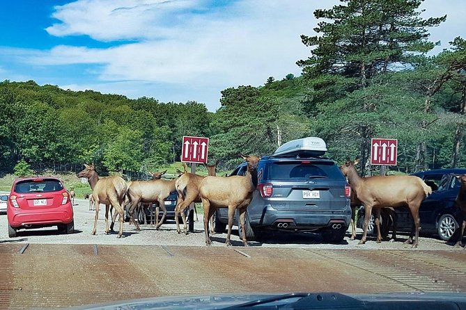 Private day tour to wildlife Parc Omega and Montebello lodge from Montreal - Key things to know before you go
