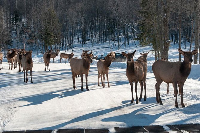 Private day tour to wildlife Parc Omega and Montebello lodge from Montreal - The smooth Montreal drive: pickup at 9:00am and a relaxed pace