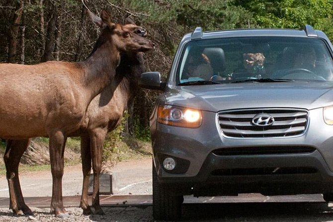 Private day tour to wildlife Parc Omega and Montebello lodge from Montreal - Your guide makes the difference: Chris, Sorinel, and Christian energy