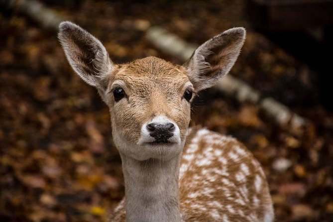 Private day tour to wildlife Parc Omega and Montebello lodge from Montreal - Private group size: best for couples and families with kids