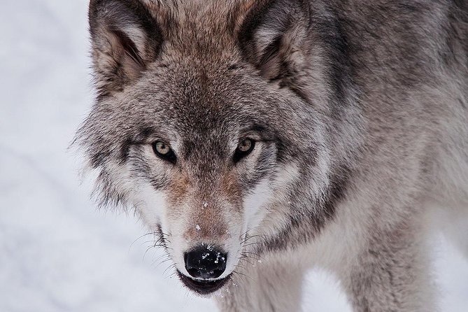 Private day tour to wildlife Parc Omega and Montebello lodge from Montreal - Price and value: what $359 includes and what you still need