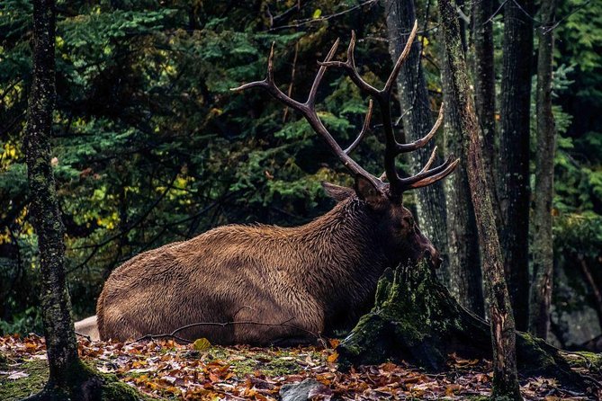 Private day tour to wildlife Parc Omega and Montebello lodge from Montreal - Timing tips: how to get the best experience in a 6 to 8 hour day