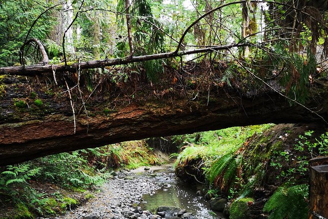 Private Guided Rainforest Hike in Victoria - Quick hits before you book