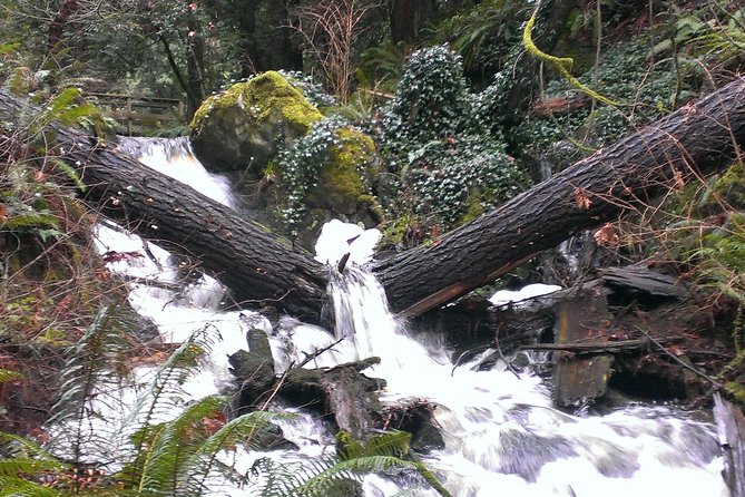 Private Guided Rainforest Hike in Victoria - Why a Victoria rainforest hike feels worth it