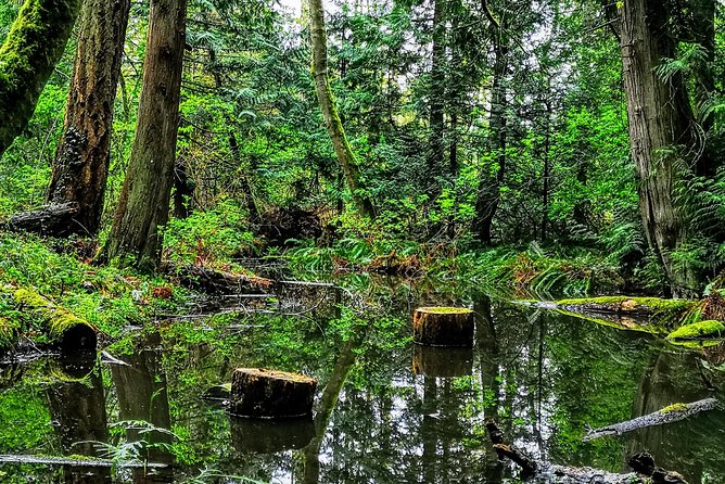 Private Guided Rainforest Hike in Victoria - Getting there: downtown and port pickup, plus cruise timing reality