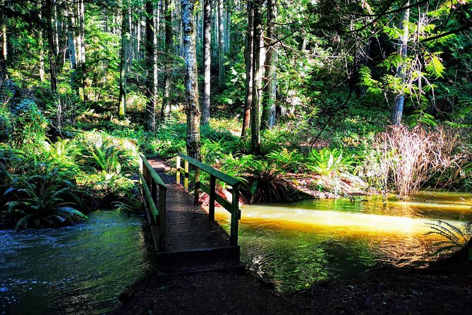 Private Guided Rainforest Hike in Victoria - The core hike: old-growth rainforest trails that actually fit real hikers