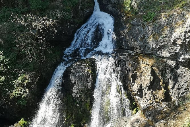 Private Guided Rainforest Hike in Victoria - Alan or Darwin: why the guide changes the whole hike